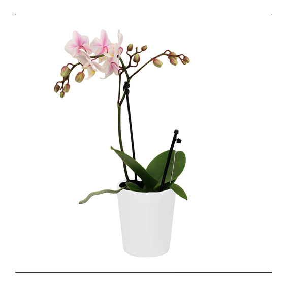 2.5_Orchid