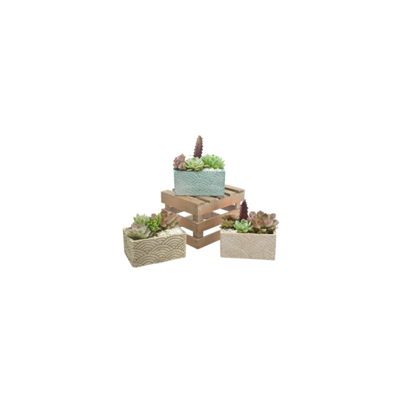 427_Breeze_Succulent