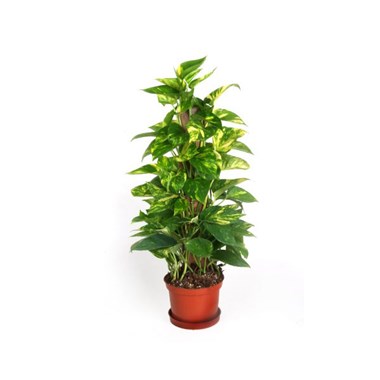 Epipremnum_golden_pothos_totem_IMG_9526_jpg_new