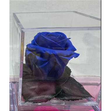 Infinite_Dark_Blue_Rose