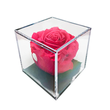 Infinite_Hot_Pink_Rose