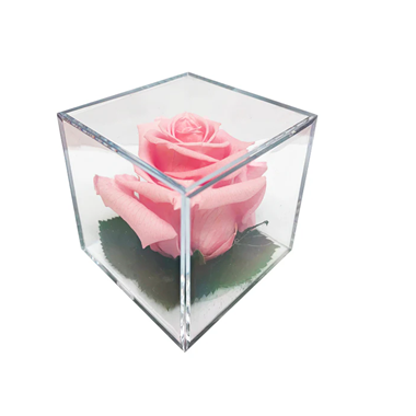 Enchanted Light Pink Rose