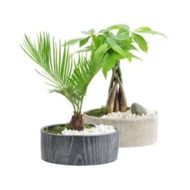 Slate_Oval_Bonsai