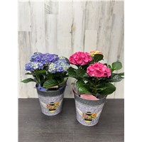 SP25-BP-432-6Hydrang